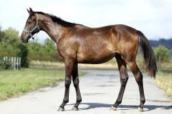 Silver Shadow